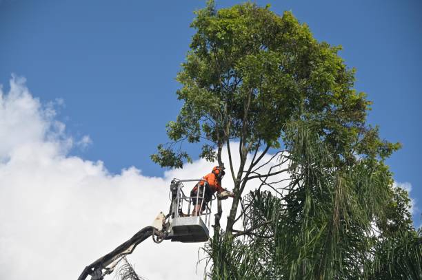 Best Palm Tree Trimming  in Pembroke Pines, FL