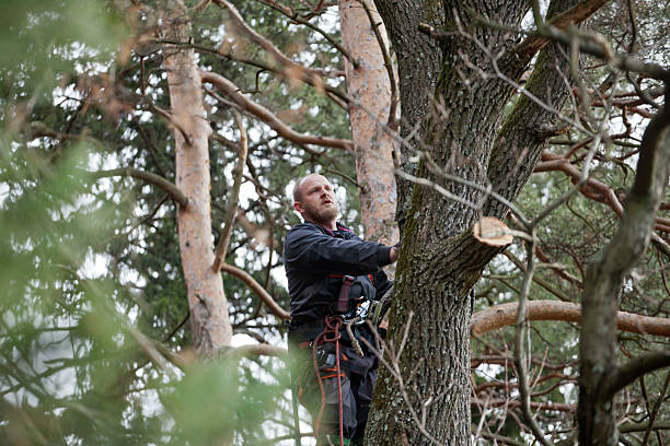 Reliable Pembroke Pines, FL Tree Services Solutions