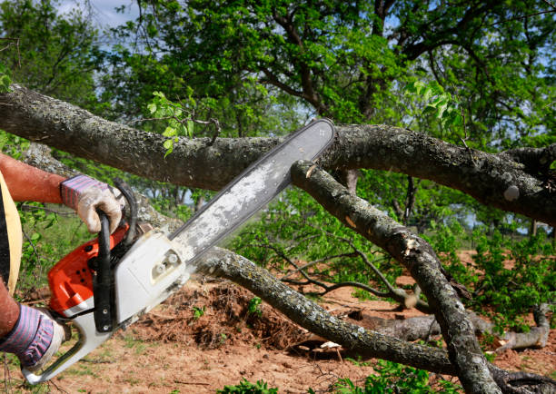 Best Emergency Tree Removal  in Pembroke Pines, FL