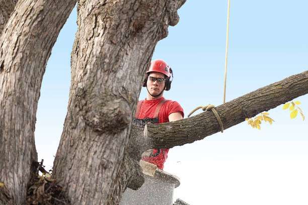 Tree Services